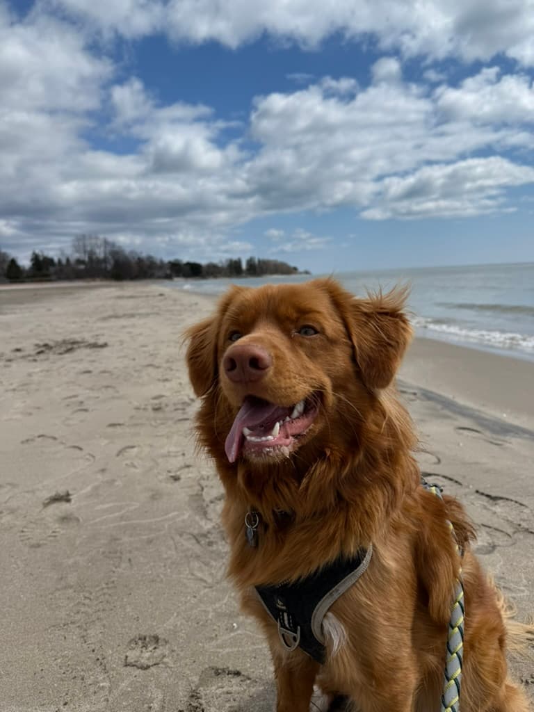 Jasper smiling on a beach walk