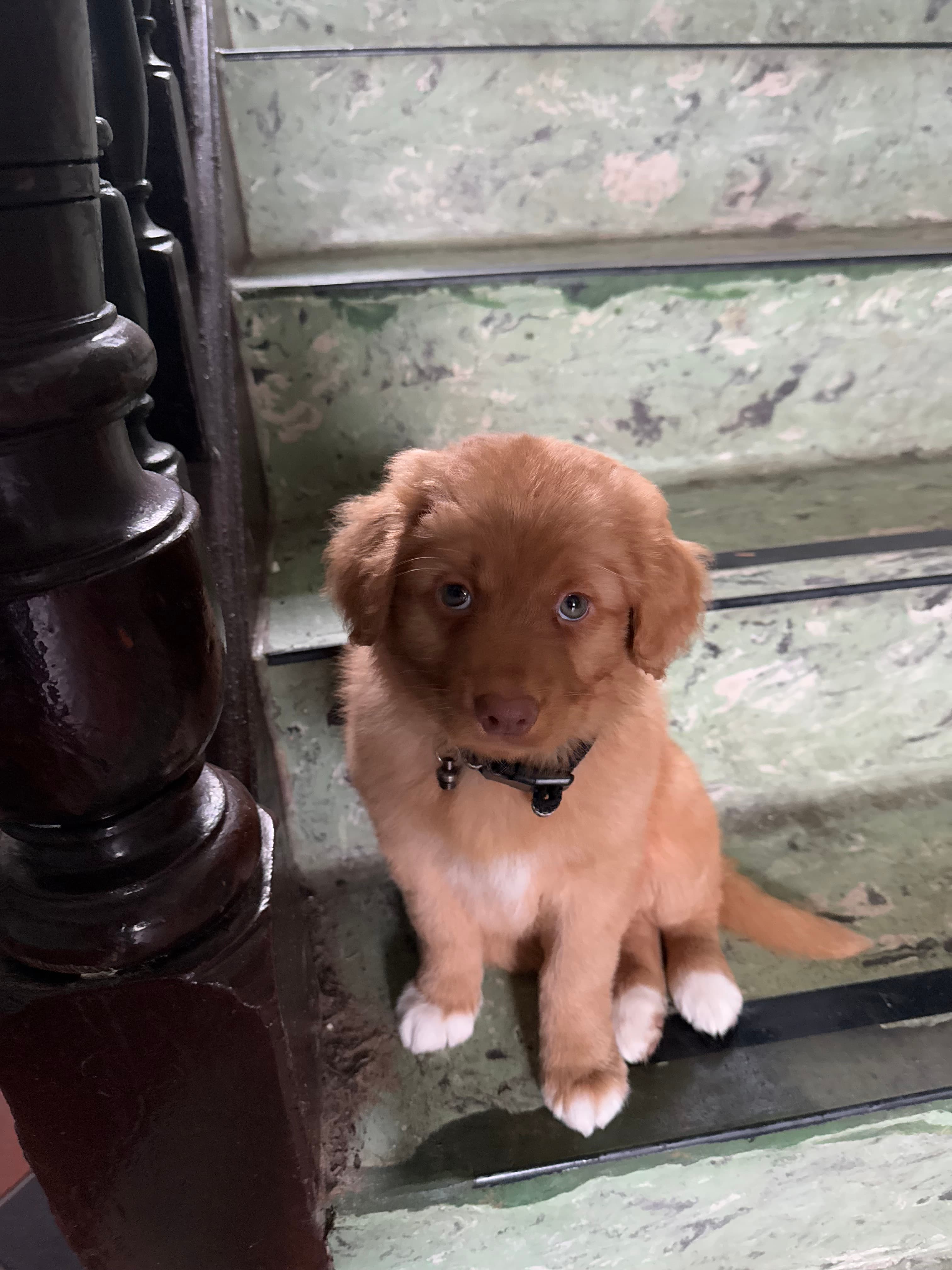 Jasper the puppy waiting on the stairs before a potty break