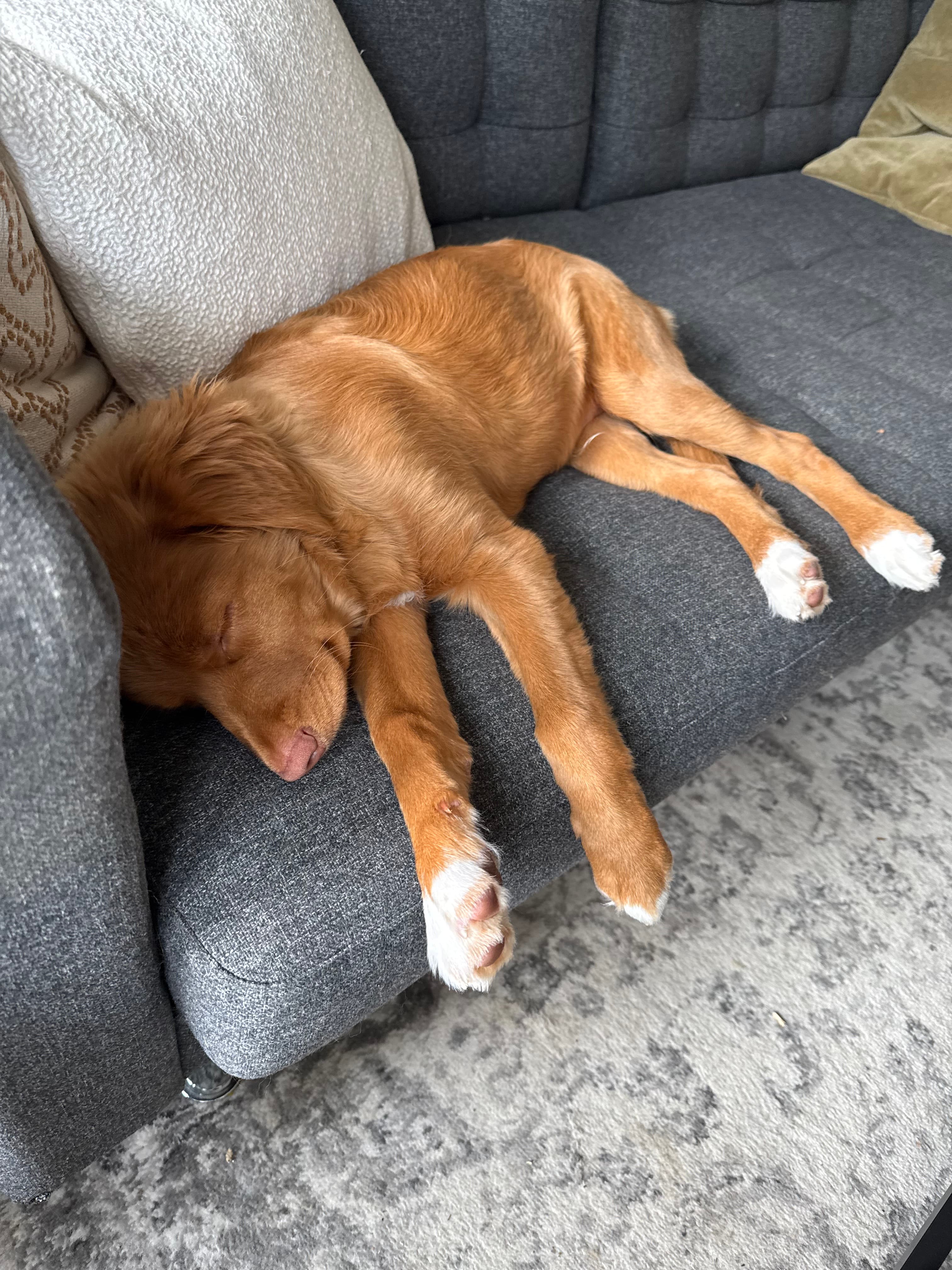 Jasper sleeping before another predictable toilet break