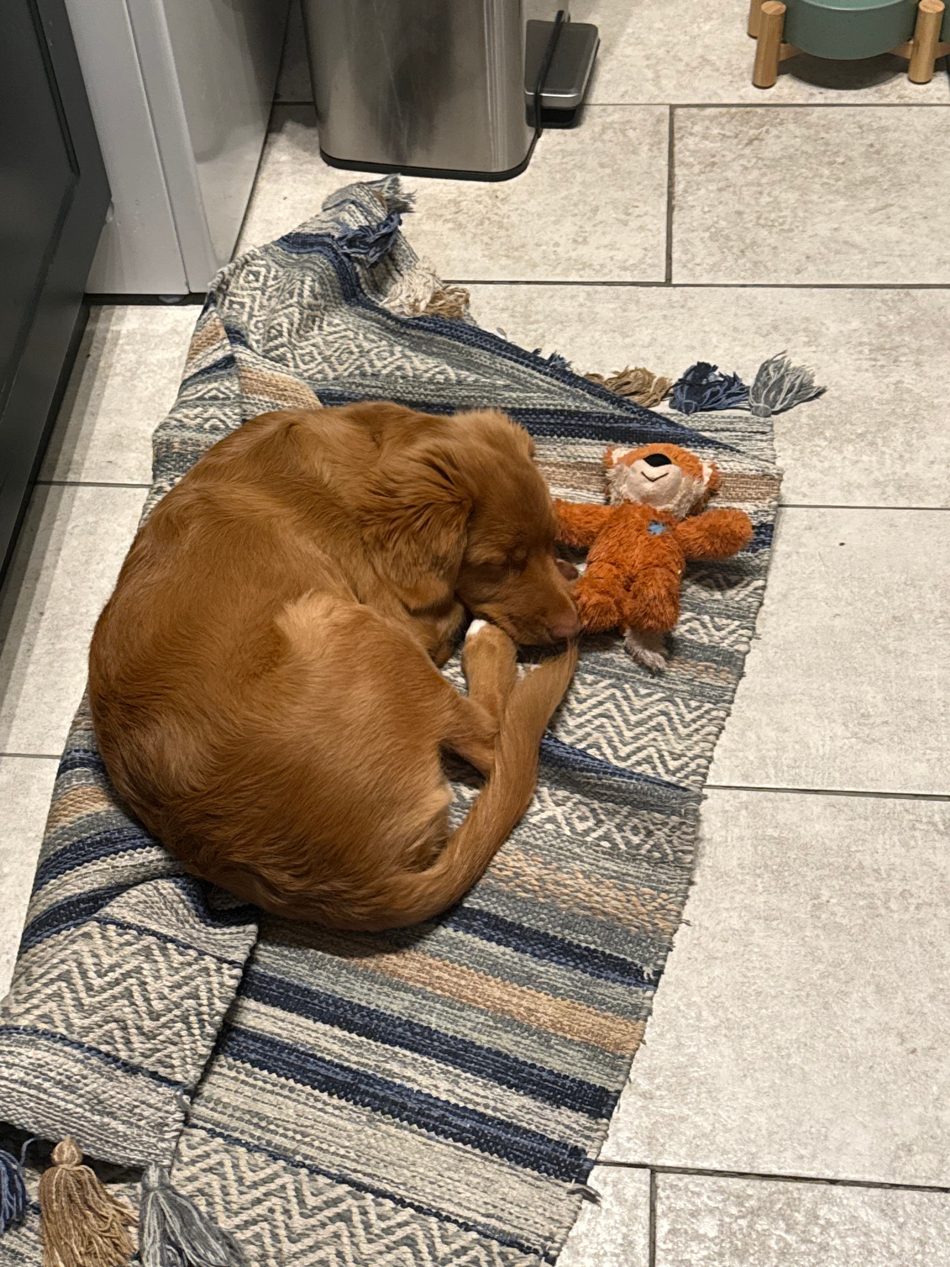 Jasper resting on the floor while his daily routine takes shape