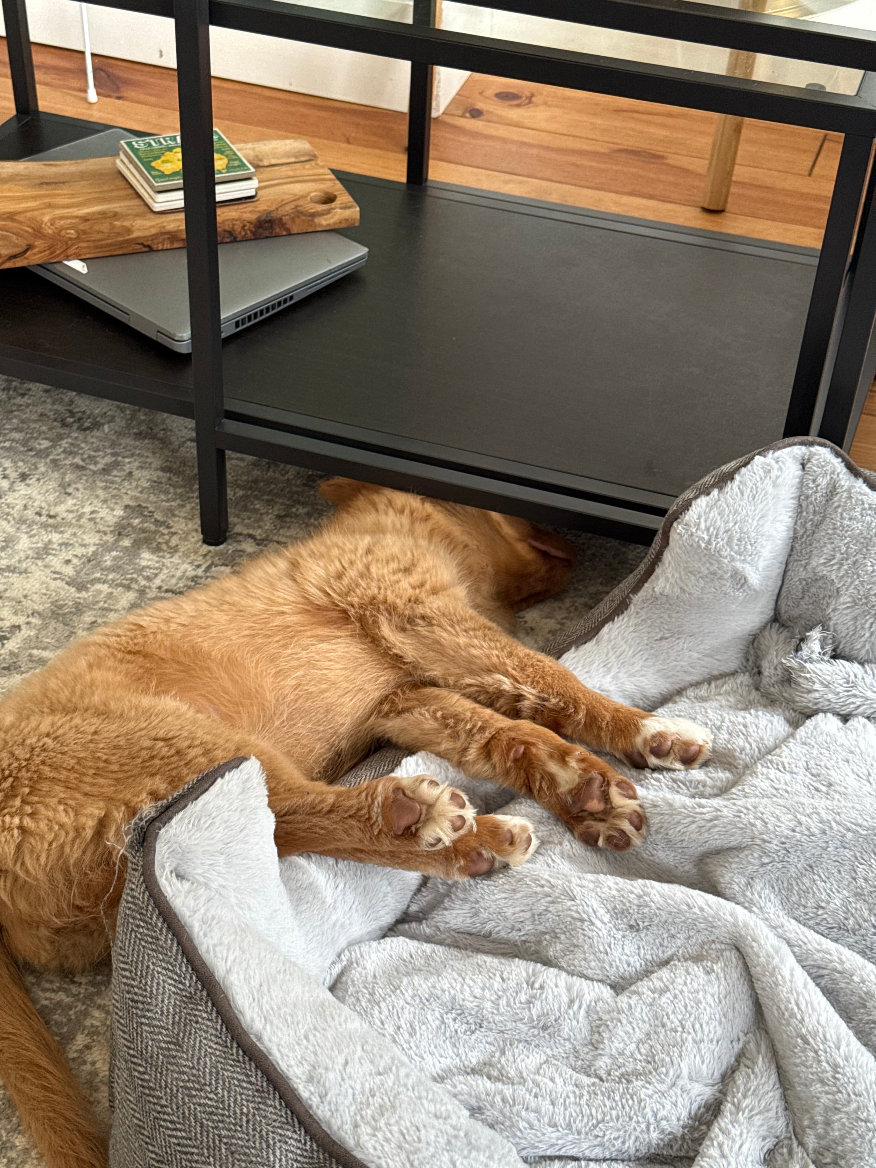 Jasper napping indoors during a quiet puppy routine moment