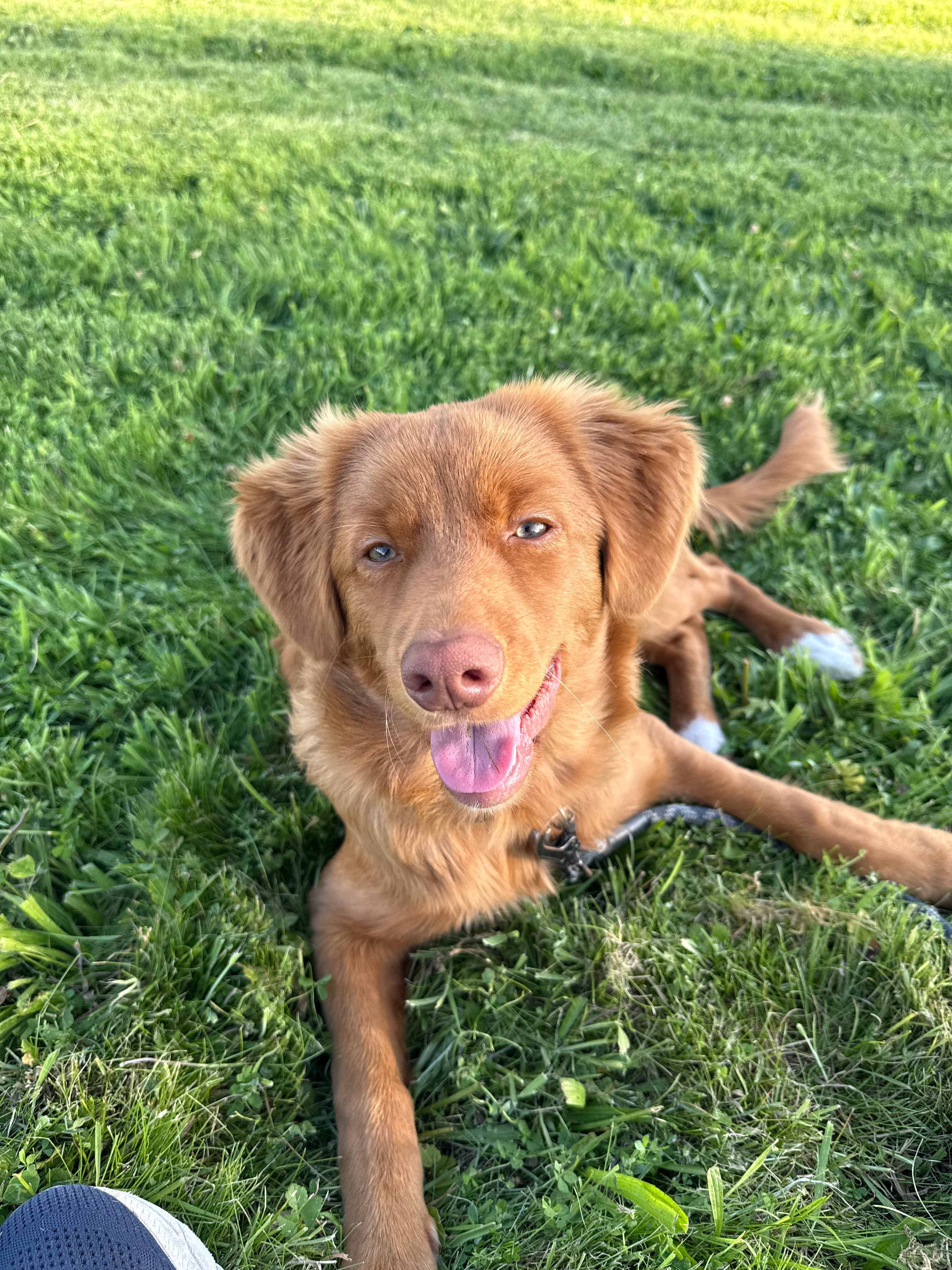 Jasper outside after a successful potty training moment